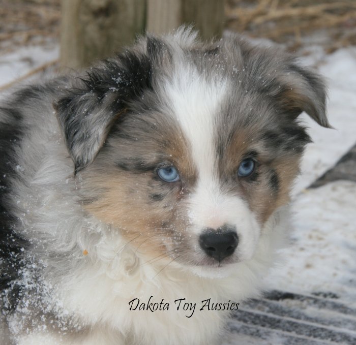 dakota toy aussies Angus