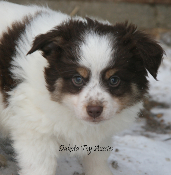 dakota toy aussies August