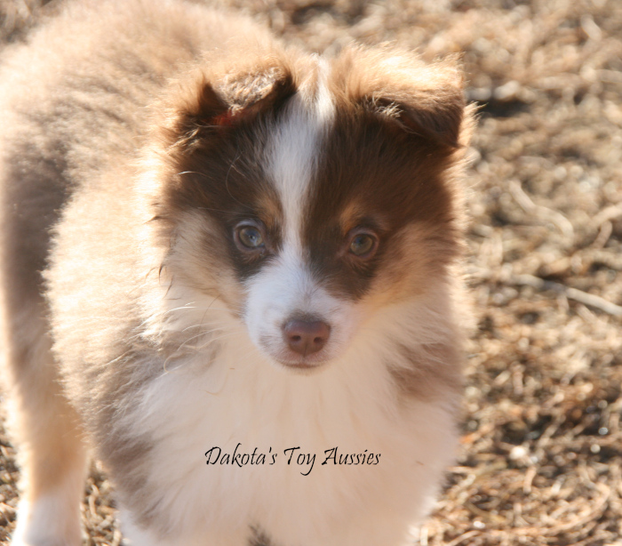 dakota toy aussies Colt