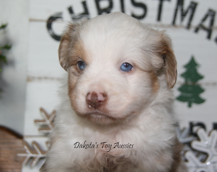 dakota toy aussies D10