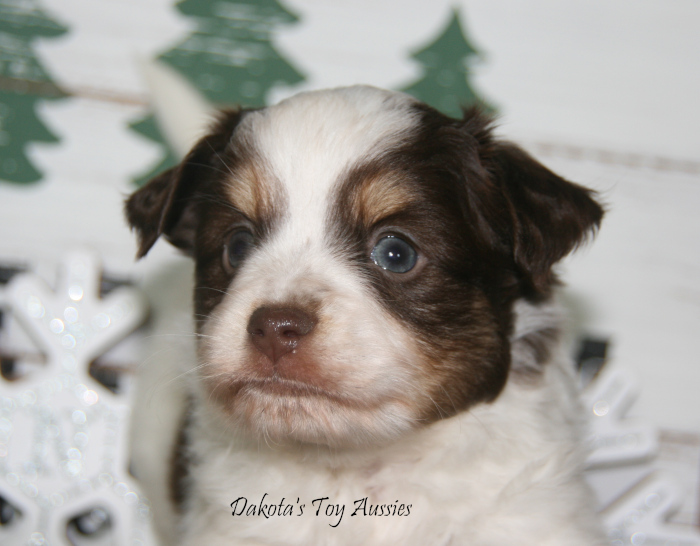 dakota toy aussies D11