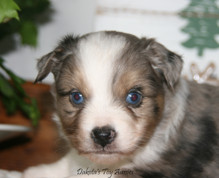 dakota toy aussies D12