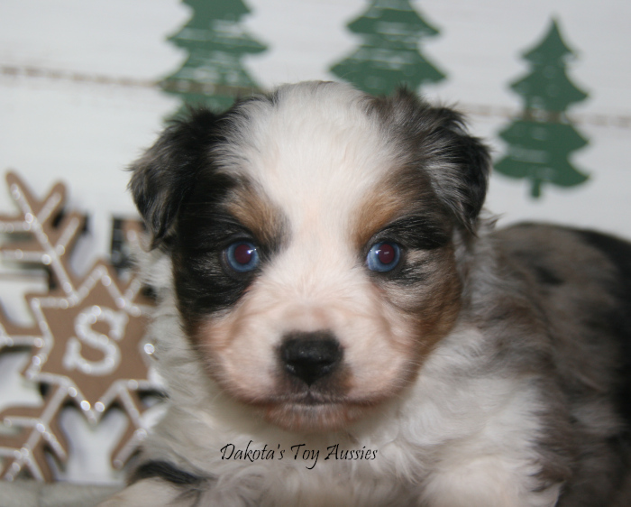 dakota toy aussies D9