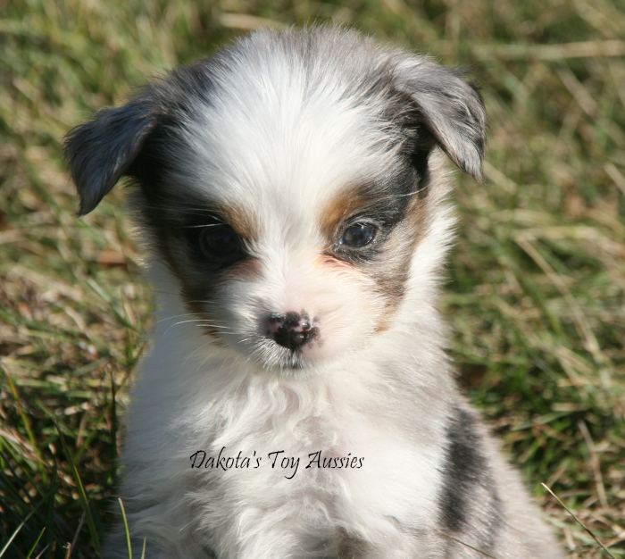 dakota toy aussies Finn