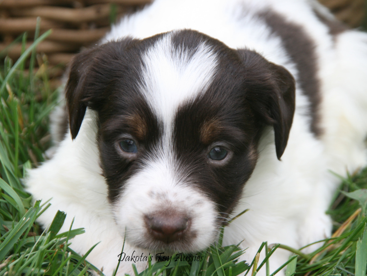 dakota toy aussies G11