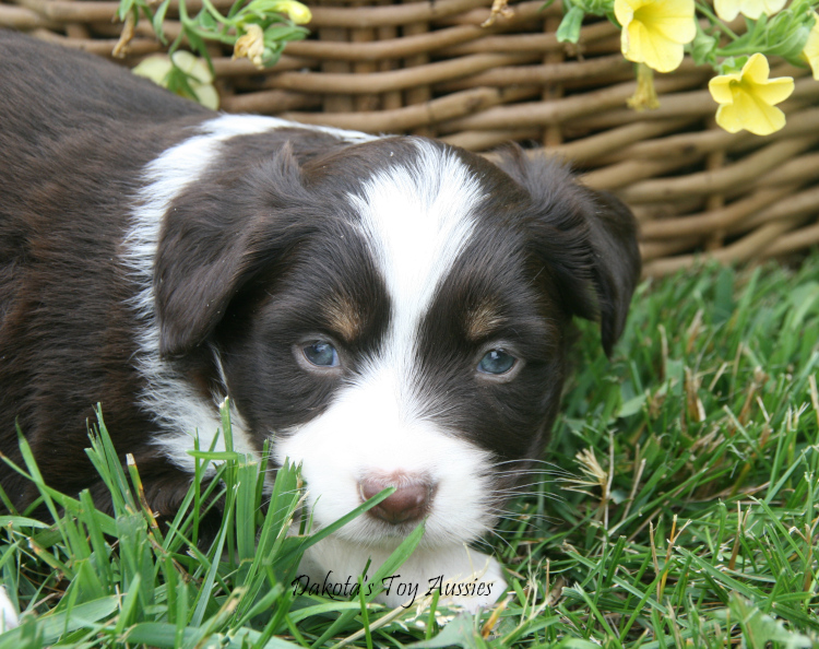 dakota toy aussies G12
