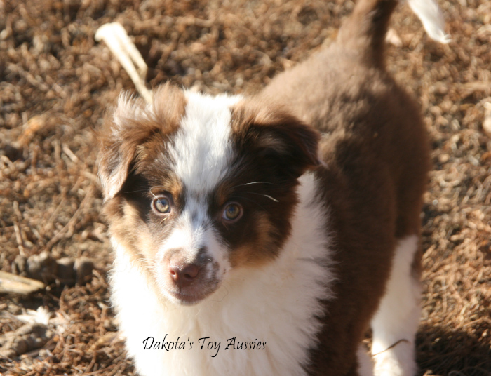 dakota toy aussies Hazel