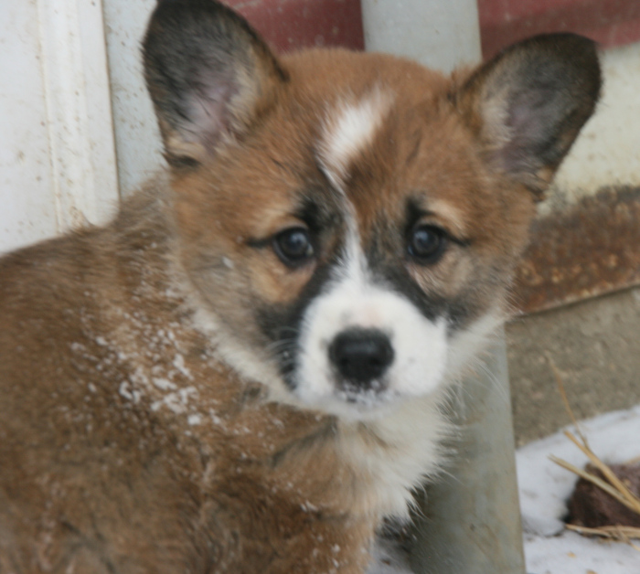 dakota toy aussies Petals