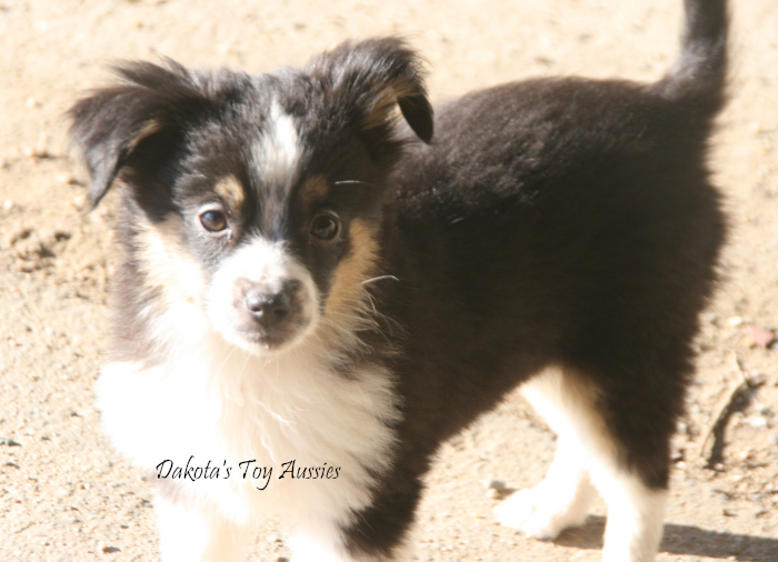 dakota toy aussies Pixie