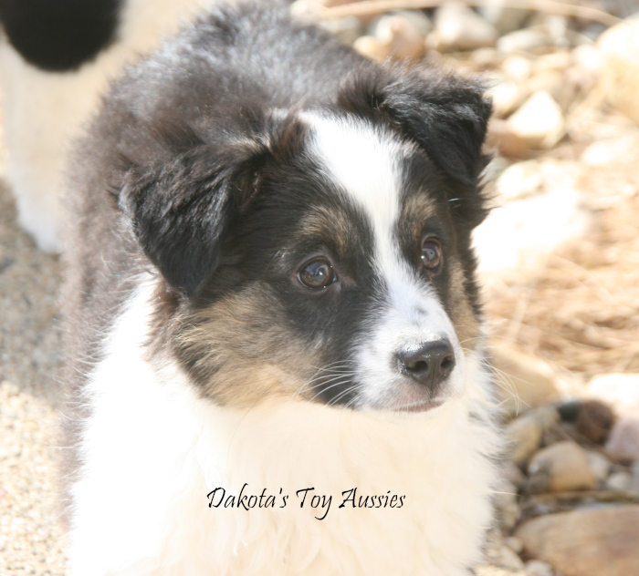 dakota toy aussies Rolo