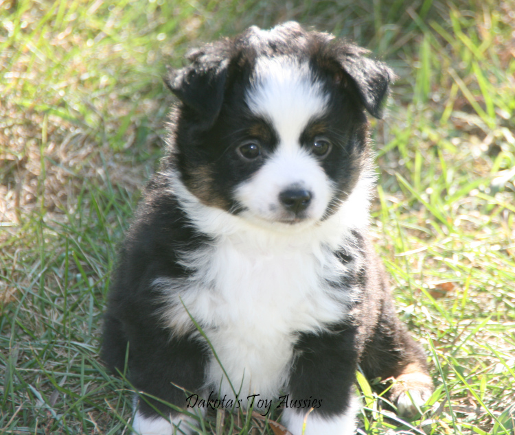 dakota toy aussies Sparky