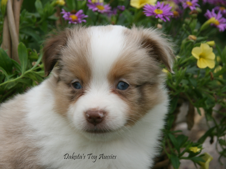 dakota toy aussies Sq16