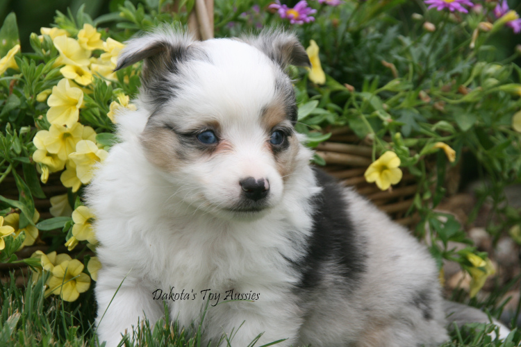 dakota toy aussies Sq20