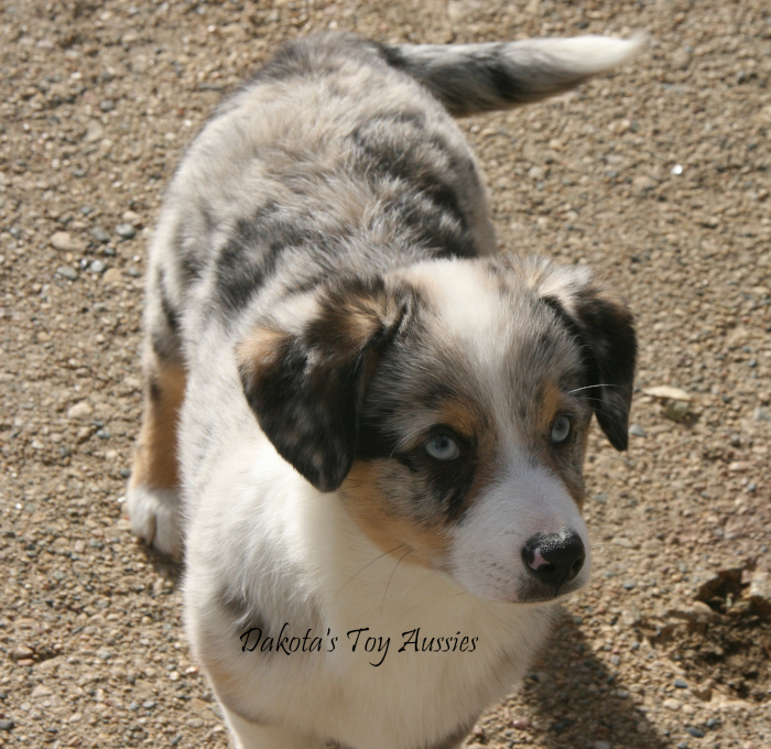 dakota toy aussies Tajh