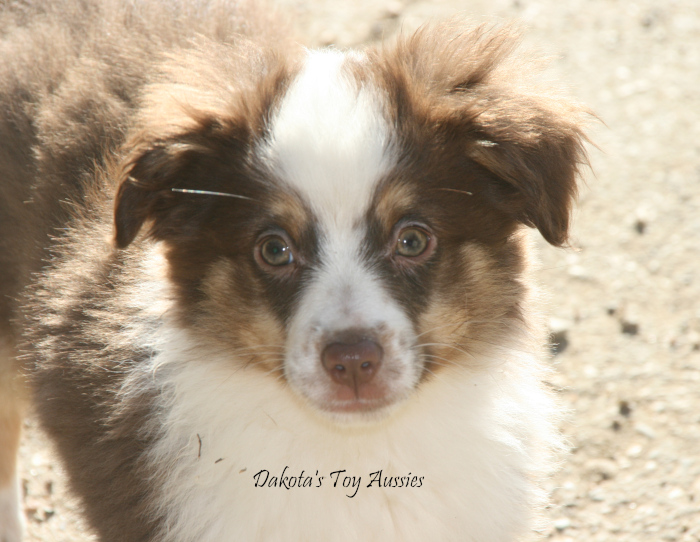 dakota toy aussies Tucker