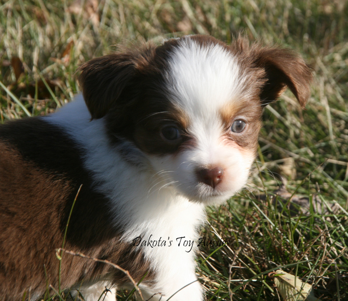 dakota toy aussies Zuri