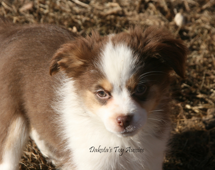 dakota toy aussies Zuri1