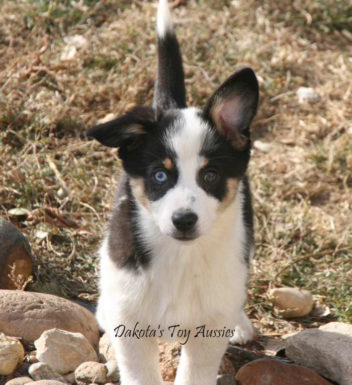 dakota toy aussies freckle