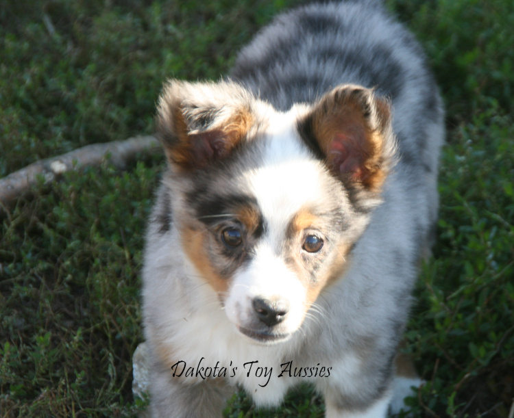 dakota toy aussies hugo