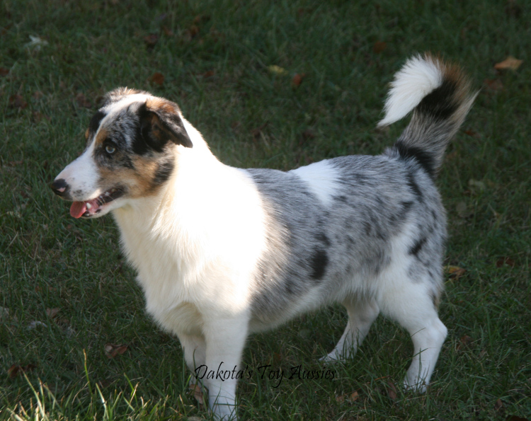 dakota toy aussies ollie1