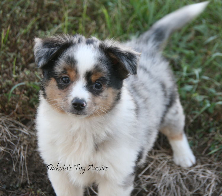 dakota toy aussies peanut