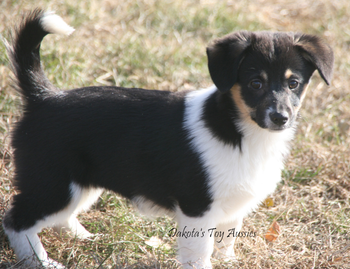 dakota toy aussies pumpkin