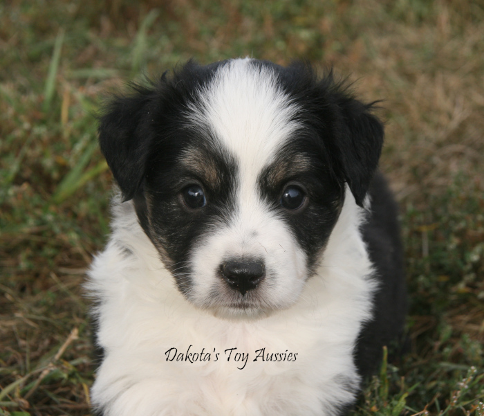 dakota toy aussies Ab53