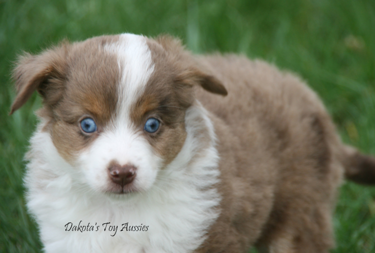 dakota toy aussies Ab57