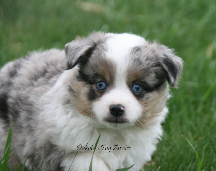 dakota toy aussies Ab58