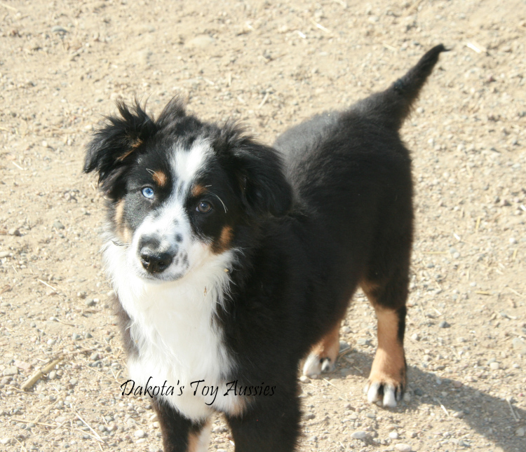 dakota toy aussies Benny1
