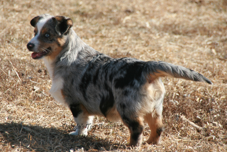 dakota toy aussies Blue2