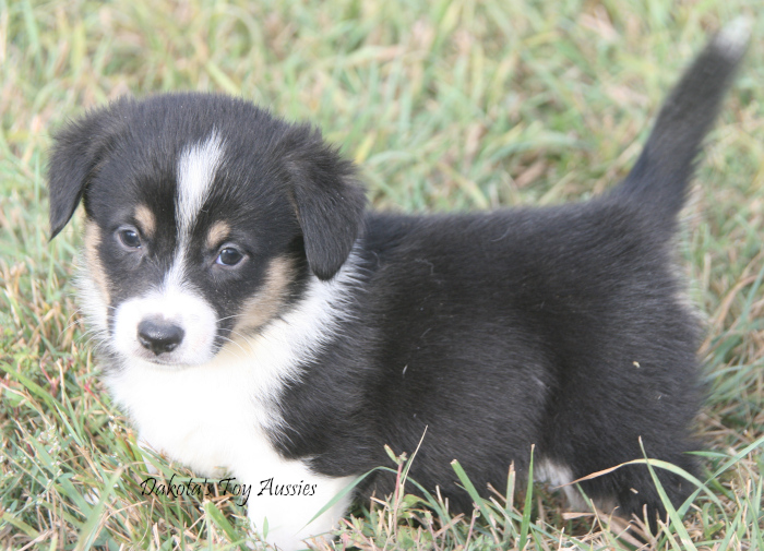 dakota toy aussies E13