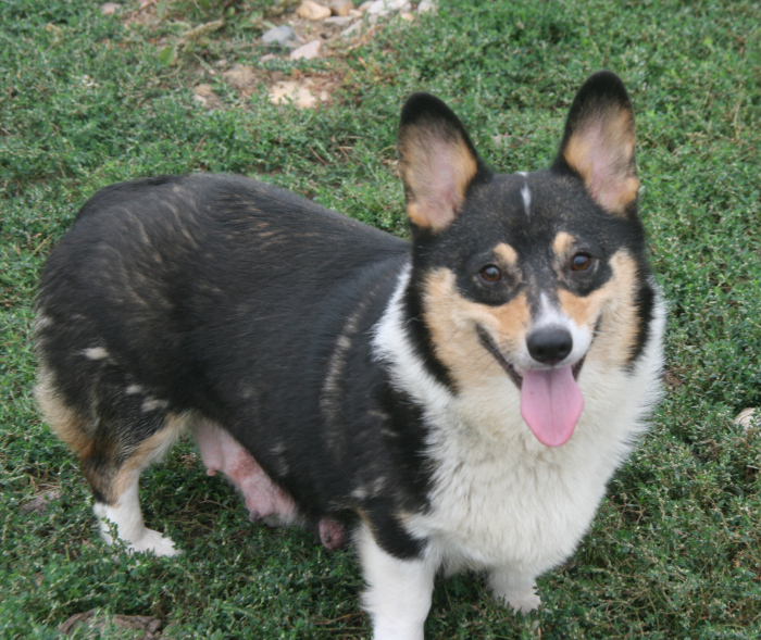 dakota toy aussies Ellie