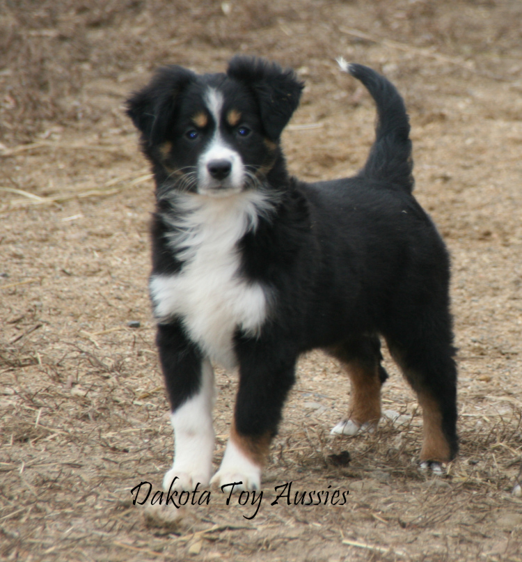 dakota toy aussies Josie