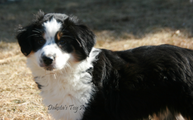 dakota toy aussies Luna