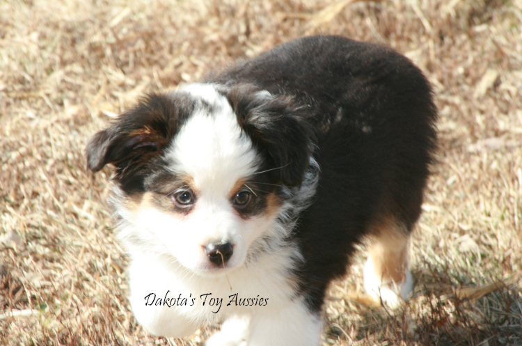 dakota toy aussies Pixel