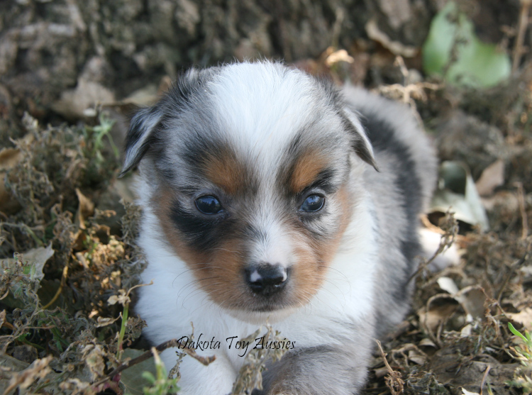 dakota toy aussies Re7