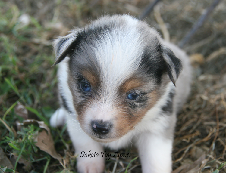dakota toy aussies Re9