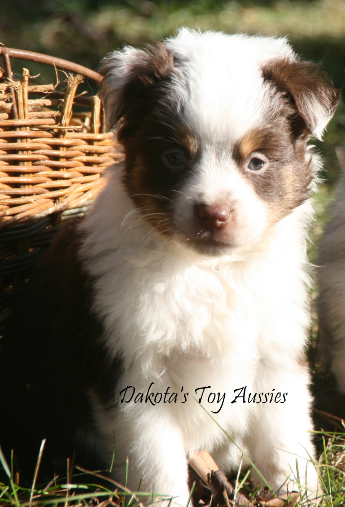 dakota toy aussies Sq12