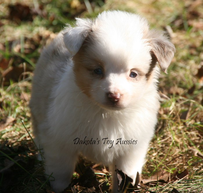 dakota toy aussies Sq13