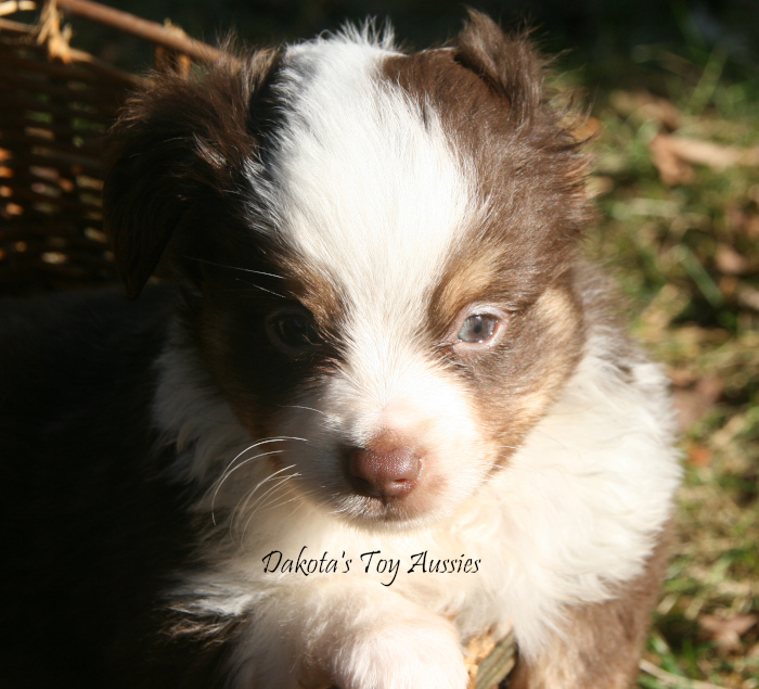 dakota toy aussies Sq14