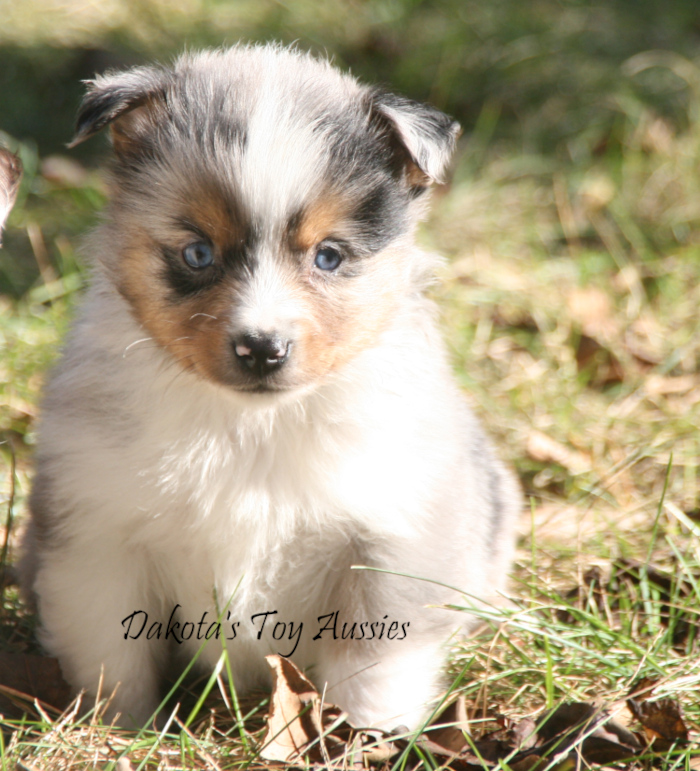 dakota toy aussies Sq15