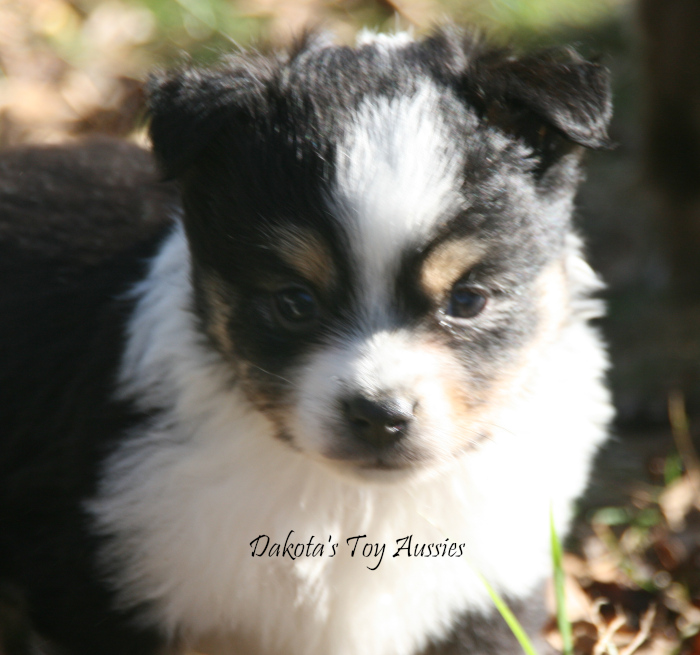 dakota toy aussies Sq8