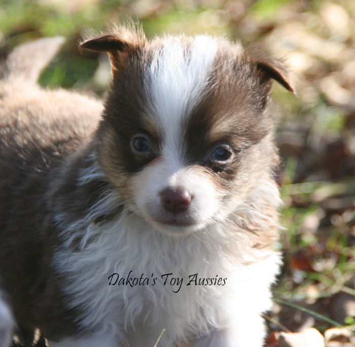 dakota toy aussies Sq9