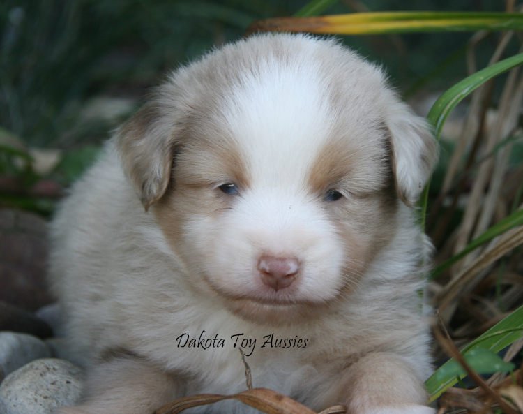 dakota toy aussies W39