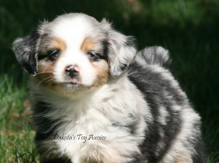 dakota toy aussies W44