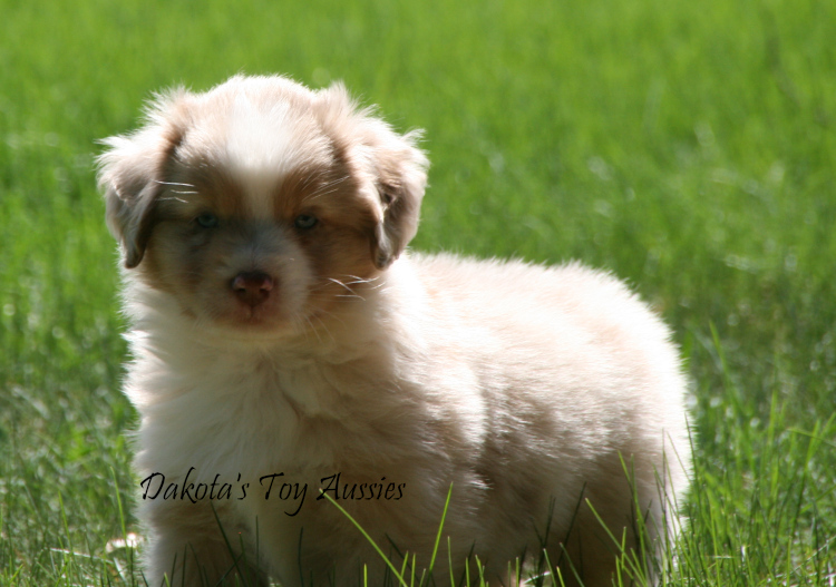 dakota toy aussies W45