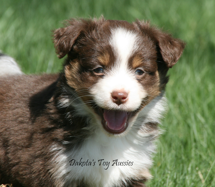 dakota toy aussies W46