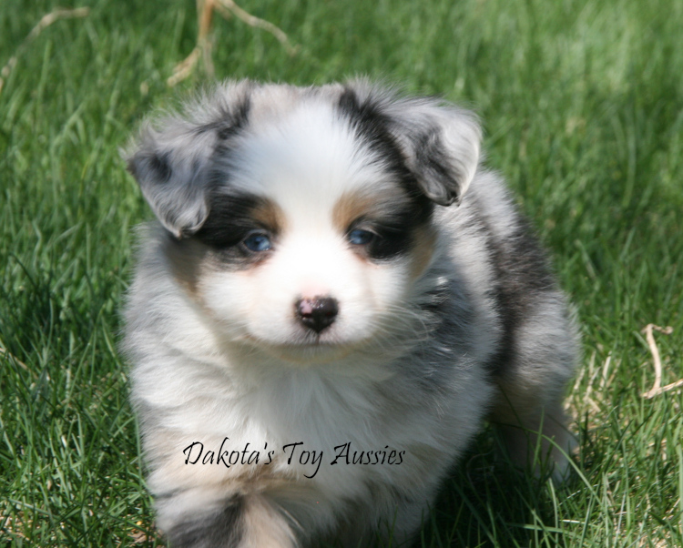 dakota toy aussies W47