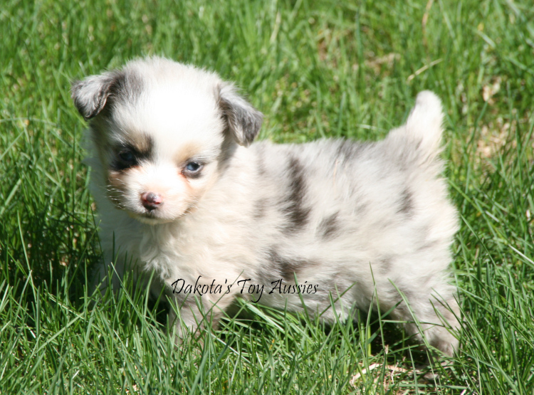 dakota toy aussies W48